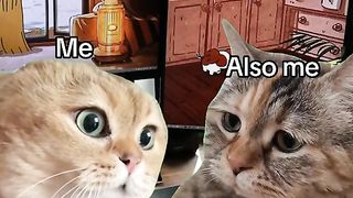 Memes 44