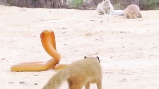 ANIMAL WILD LIFE_ KING COBRA