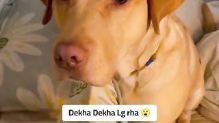 Funny Dog Viral Video 85
