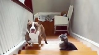 Funny Cat Viral Video 95