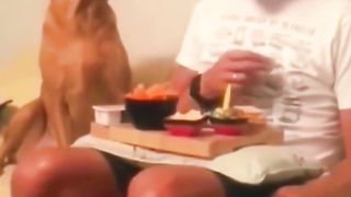 Funny Dog Viral Video 86