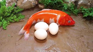 StopMotionASMR - The big golden koi is back. And the aquarium is amazing. PrimitiveCooking ideas