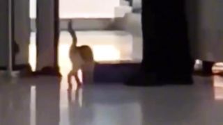 Cat has to go through the Airport Security