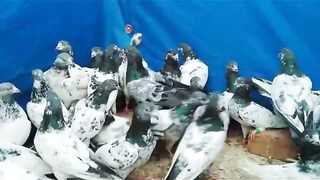 Pigeon for sale 4