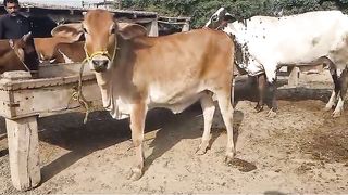Cow for sale in Pakistan