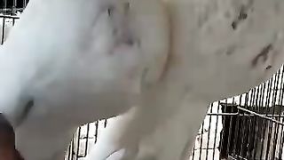 Pigeon for sale in Pakistan 8