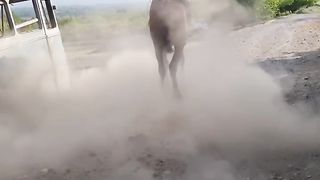Horse 13