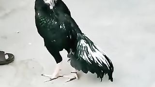 Assel hen