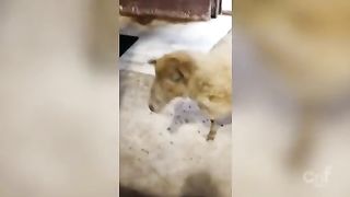 Funny Animal [Noises - How to Speak