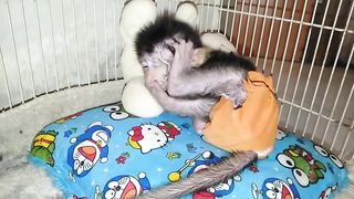 Baby Monkey After Bathing Go Straight To Sleep