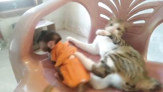 Baby Monkey Bullied By Cat
