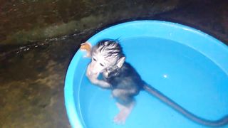 Baby Monkey Didot Bathing in  water
