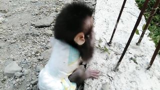 OMG Baby Monkey Fall Down Help"