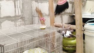 Baby Monkey Own toys, very Happy????