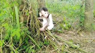 Baby Monkey Where is Your Mother, I'm Scared