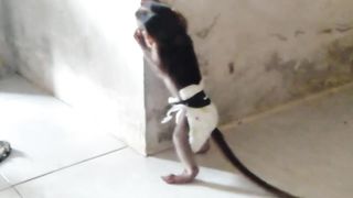 Baby Monkeys Eating the Wall