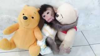 Cute Baby Monkey DiDot Playing With Doll Cute