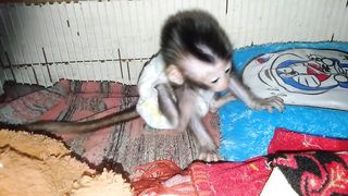 Just woke up  baby Monkey confused in the new house