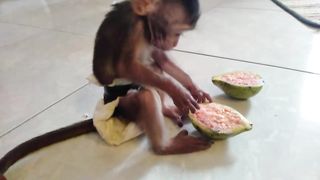 Baby Monkey Eats Red Guava Fruit