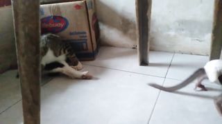 The Poor Baby Monkey Was Hit On The Head By A Cat