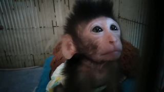 What Did Baby Monkey DiDot See