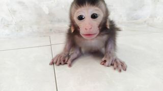 Baby Monkey  Alone Call Mom