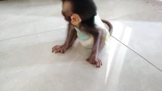 Baby Monkey Craying Screaming