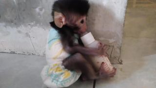 Baby Monkey If you drink milk you cant be bothered
