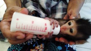 baby monkey None drinking milk fed by the owner