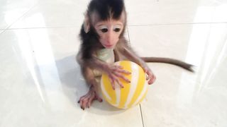 baby monkey wants to play ball without friends