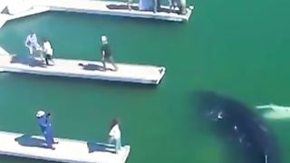 Giant humpback whale loses its way and ends up in harbour.