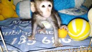 Just stay at home baby monkey Didot is very comfortable