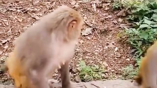 Fierce Monkey Mother