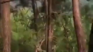 the little monkey fell from the tree and cried