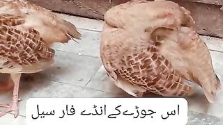 Partridge for sale in Pakistan and