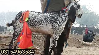 Top quality goats for sale in Pakistan and Bangladesh