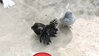 Pigeon for sale in Pakistan 9