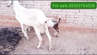 Goat for sale in Pakistan 3