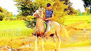 #febspot#foryou #foryoupage#horses#ridings#vedios #fyp #Ahmad#horsepower#trendin57