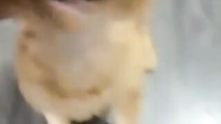 Funny Cat ???? ???? Complications #Cute Pites ???????? Part 15