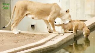 Most Funny and Cute Baby Tiger and Lion Videos