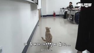 Little funny cat go to school and attend all the classes