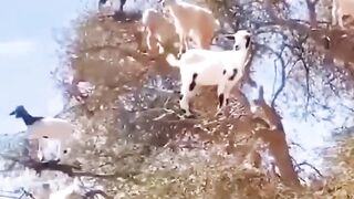 Crazy goats