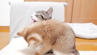 Do-kittens-like-fights-better-than-food