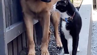 Cat Disapproved Puppy Following it