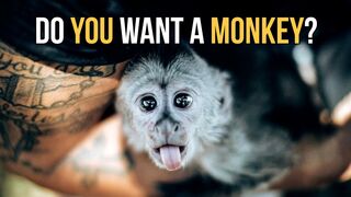 Monkeys are not Pets!