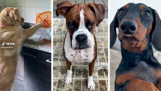 Best DOG Videos of 2022 ???? Funniest PUPPY Videos! ???? (NEW)