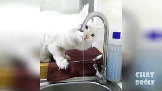 cute cat behavior