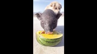Videos Animais engraçados, nunca vistos antes, tente não rir
