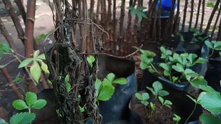 In my farm